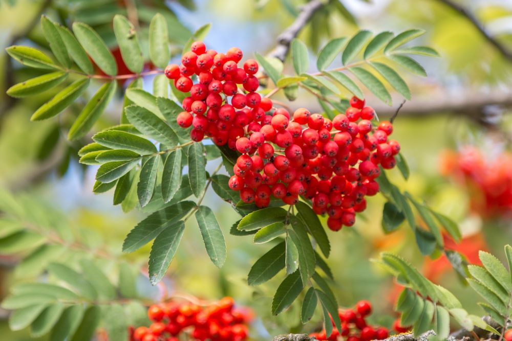 Nahaufnahme von roten Vogelbeeren an einem Zweig mit grünen Blättern.